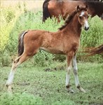 AHHS Hackney Pony, WILK. Sweet Juliet