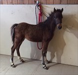 Reward just brought home as a weanling