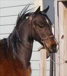 Royalty as a yearling