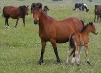 3 generations - Obsession as a foal w mother, and grandmother in background