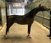 "True" Grand Champion MP mare as yearling at Spooktakular Oct, 2017